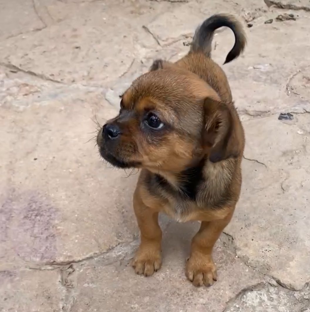 大型犬に吠えられた子犬の話